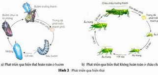 Biến Thái Là Gì Sinh Học 11